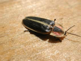 Lightning bug