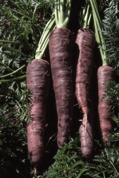 carrot