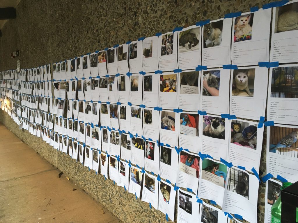 Twelve members of the VET team and seven AgriLife Extension agents from across Texas worked at the Del Oro Emergency Animal Shelter in Oroville, California to provide assistance in managing and caring for animals affected by wildfires in the area.