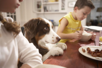 Though pets of all kinds are known to beg, dogs tend to do so most often.