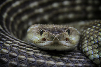 Rattlesnake