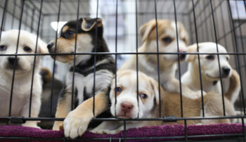 Litter of puppies in animal shelter.