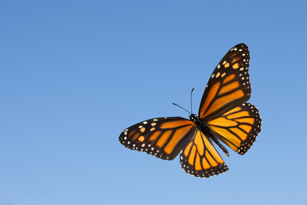 Monarch butterfly