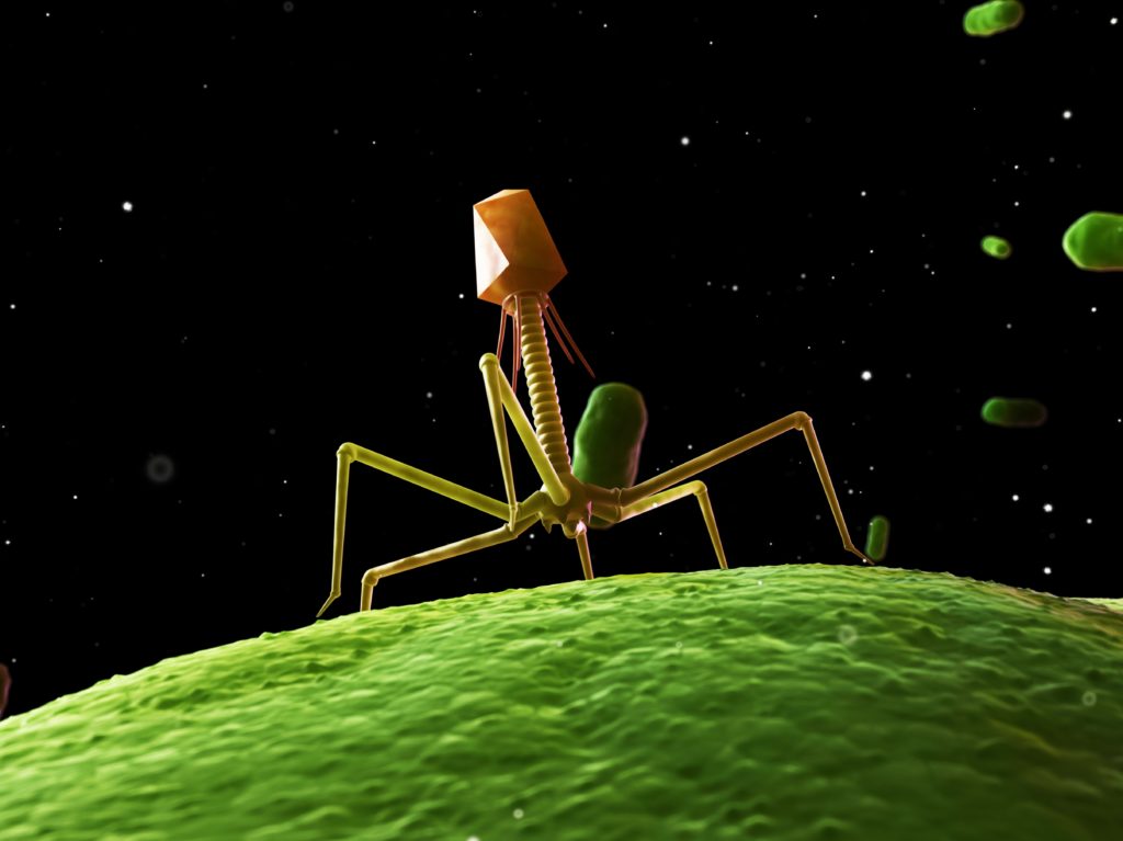 Bacteriophage, computer artwork.