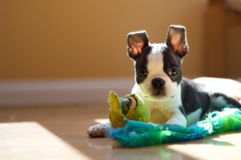 boston terrier puppy