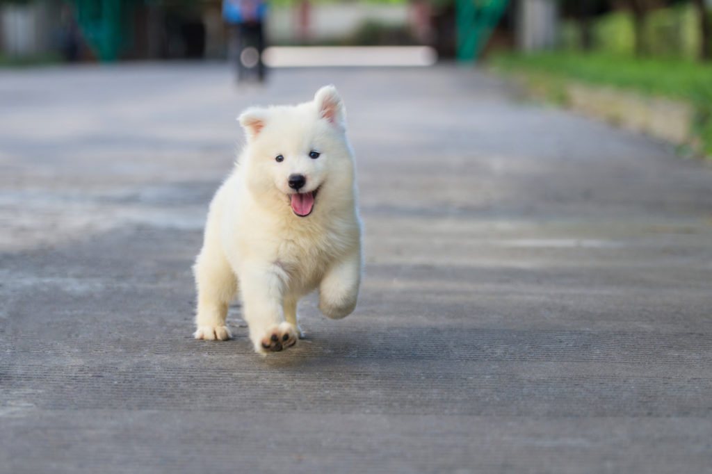 Samoyed