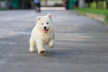 Samoyed