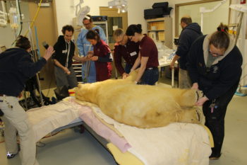 Drs. Jeffrey Watkins and Kati Glass, and the rest of their team, prep Nora for surgery.