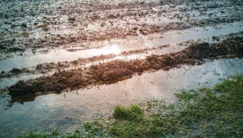 (DARPA) has awarded a $14.2 million grant to a team led by professors at Texas A&M to develop a way to quickly detect which bacterial pathogens are present in a soil or water sample.