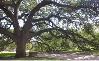 Century Tree