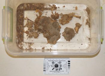Researchers studied coprolite, or fossilized fecal material, to learn more about the humans who settled Texas more than 1,000 years ago.