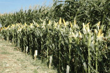 agriculture