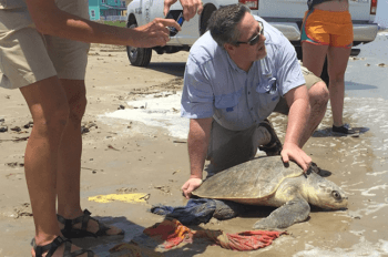 Ridley turtle