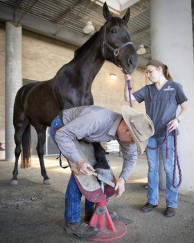 Jason Maki working with a horse