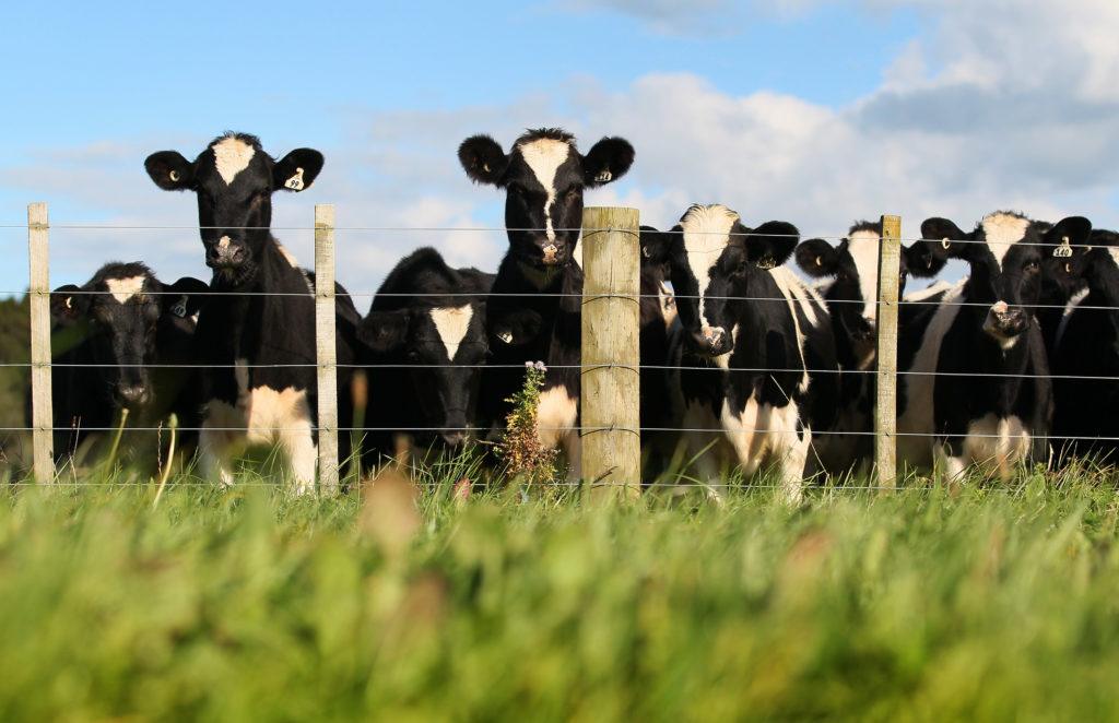 Cows standing next to a fence