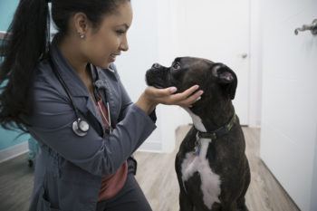 dog at vet