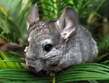 Chinchillas