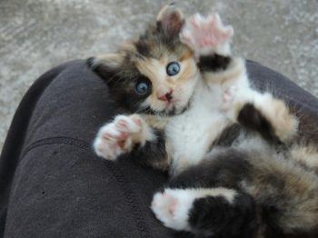 kitten