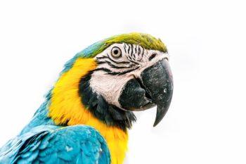 parrot