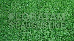 floratam grass