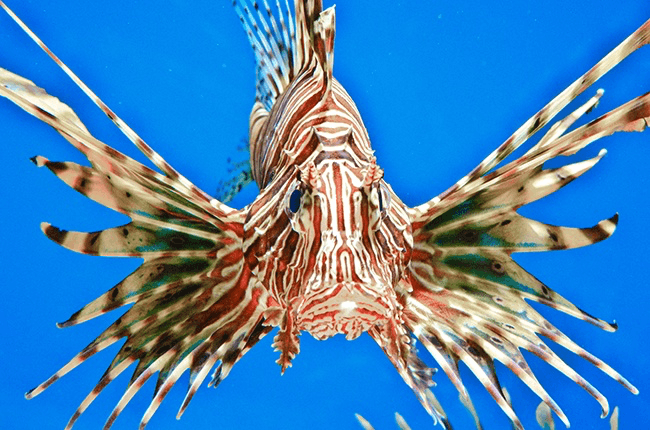 lion fish