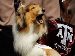Reveille VII