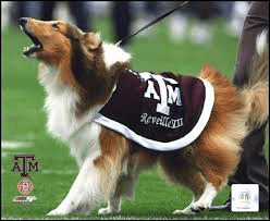 Reveille VII