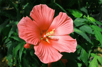 hibiscus