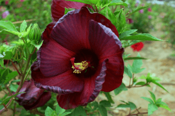 hibiscus