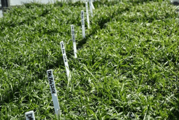 turf grass