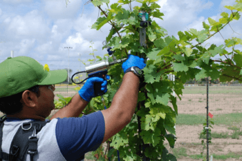 vineyard