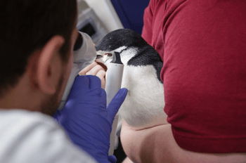 chinstrap penguin