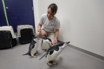 chinstrap penguins