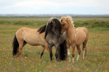 horses