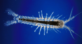 blind Mictocaris