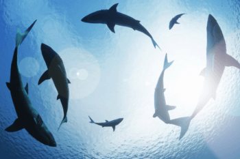 sharks