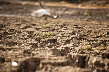 Cow skull - drought