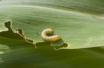 Fall armyworm on the damaged corn leaf