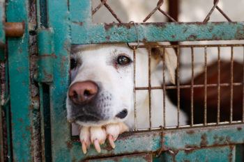 dog in cage