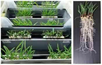 Sorghum seedlings are grown in special boxes