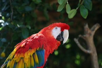 scarlet macaw - parrot