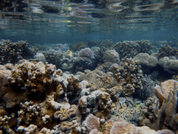 coral reef