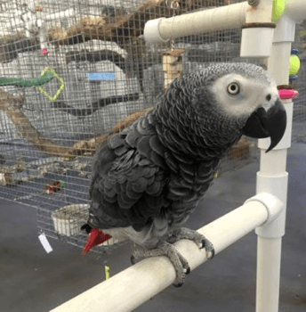 Congo African grey parrots