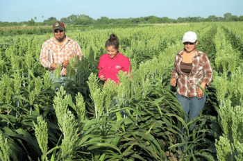 Agrilife research & extension center - Weslaco
