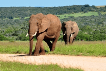 elephant