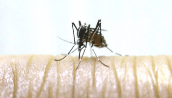 mosquito 