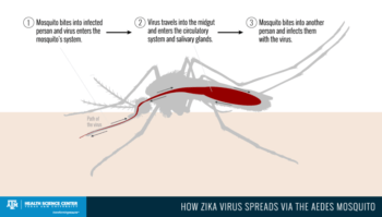 vika virus - mosquito
