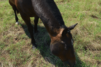 horse