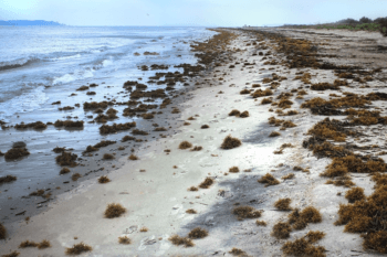 seaweed
