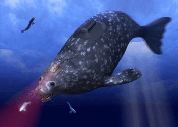 seal wearing a GPS